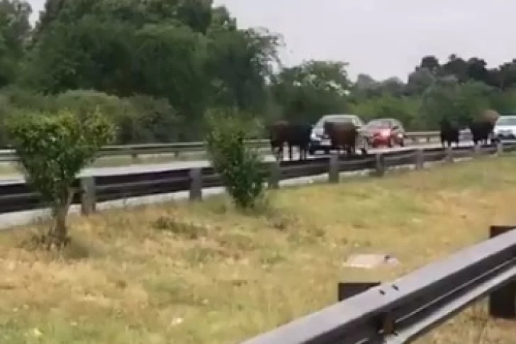 [VIDEO] Volcó un camión y más de 20 vacas corrieron libres por una autopista