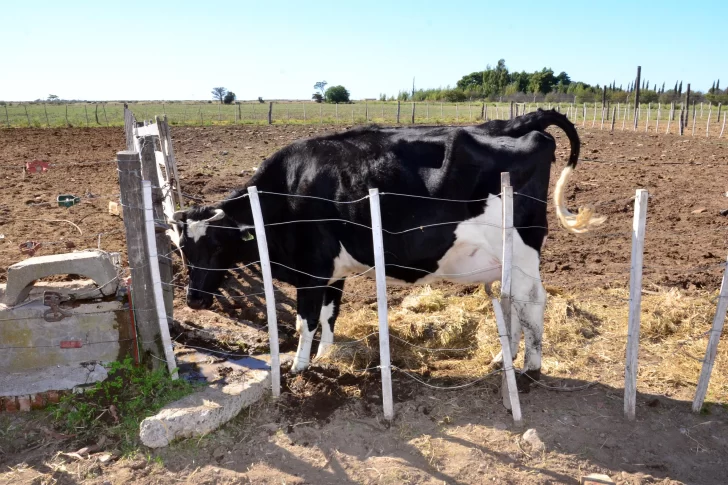 Les usurparon el campo y los ocupas venden sus vacas por Facebook