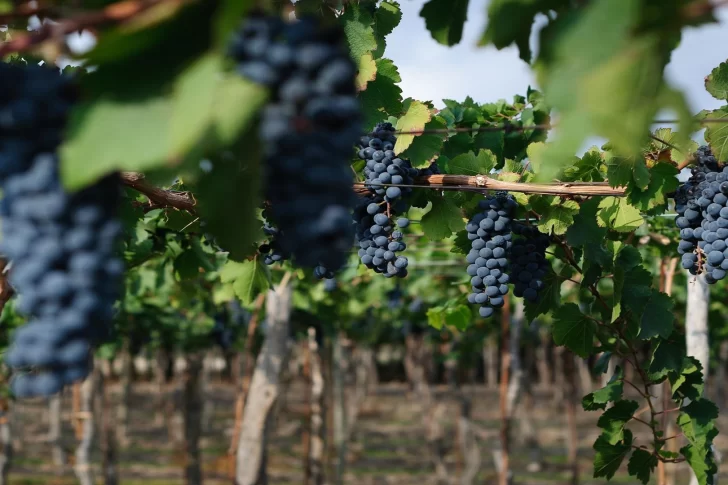 Bodegueros pidieron una suspensión de las retenciones