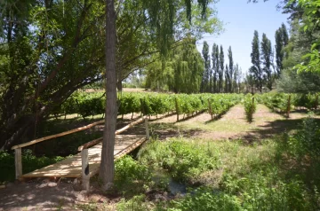 Un paseo entre viñas y arte Un paseo entre viñas y arte