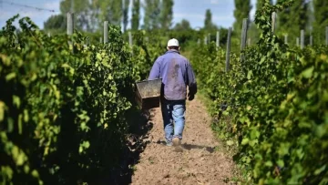 La Mesa Vitícola analizó la cosecha con Díaz Cano