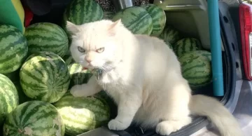 Un gato se volvió viral por “supervisar” a recolectores de sandías Un gato se volvió viral por “supervisar” a recolectores de sandías