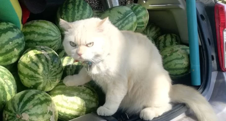 Un gato se volvió viral por “supervisar” a recolectores de sandías Un gato se volvió viral por “supervisar” a recolectores de sandías