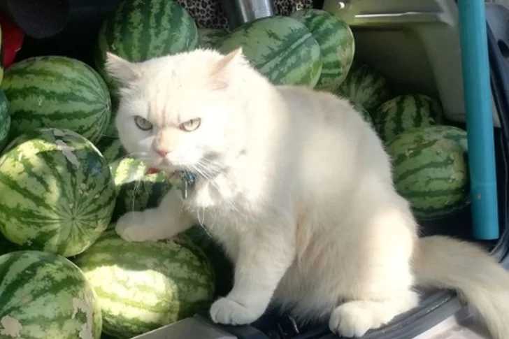 Un gato se volvió viral por “supervisar” a recolectores de sandías
