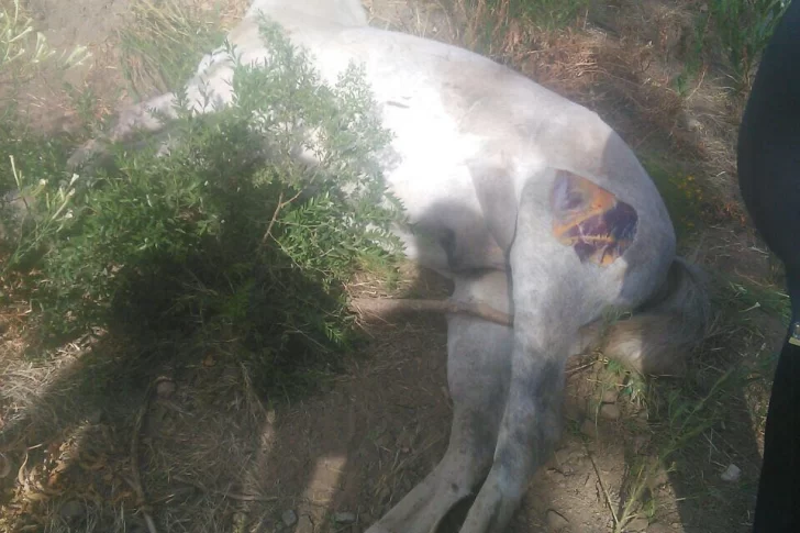 Nuevo accidente con animales sueltos: un burro y un caballo muertos