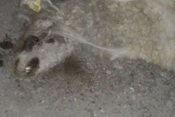 Encontraron 23 llamas muertas en Rodeo y creen que son de un productor