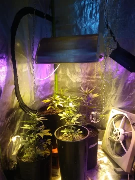 Secuestraron 11 plantas de marihuana de hasta casi 3 metros, $10 mil y detuvieron a un joven