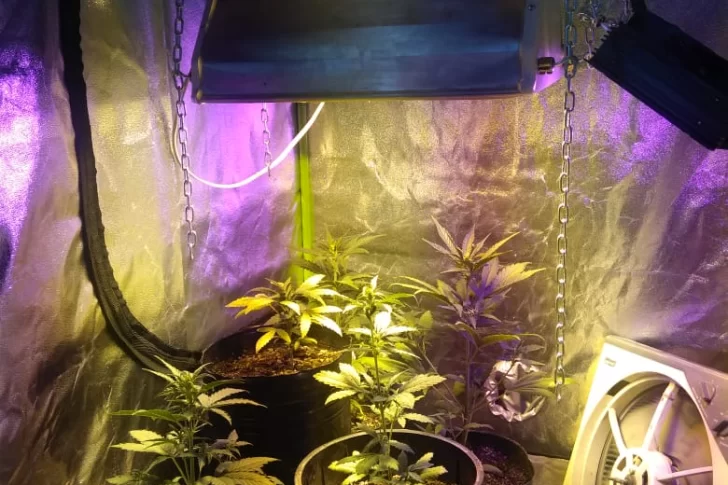 Secuestraron 11 plantas de marihuana de hasta casi 3 metros, $10 mil y detuvieron a un joven