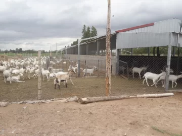 Robaron dos cabras y solo les dio tiempo para matar y comer una porque los detuvieron Robaron dos cabras y solo les dio tiempo para matar y comer una porque los detuvieron