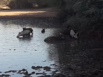 La proliferación de jabalíes complica a productores vallistos y buscan que se los declare plaga La proliferación de jabalíes complica a productores vallistos y buscan que se los declare plaga