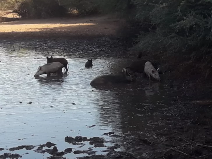 La proliferación de jabalíes complica a productores vallistos y buscan que se los declare plaga La proliferación de jabalíes complica a productores vallistos y buscan que se los declare plaga