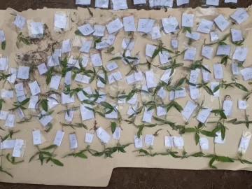 Un oasis ilegal: encontraron 122 plantas de marihuana a orillas del Río San Juan