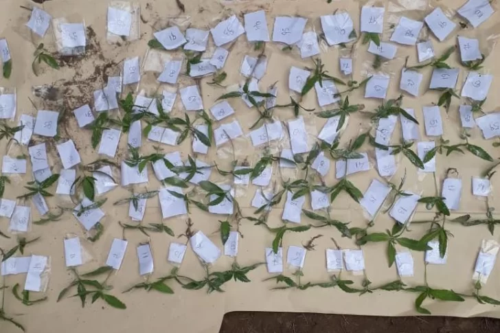 Un oasis ilegal: encontraron 122 plantas de marihuana a orillas del Río San Juan