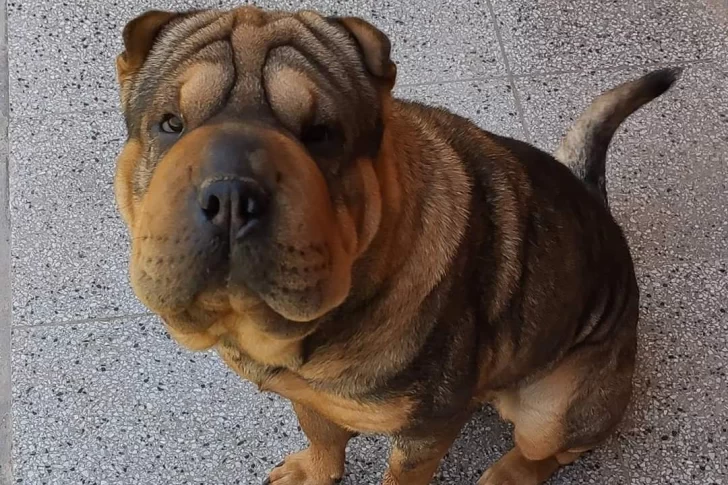 Buscan a Kala, una perra Shar Pei extraviada que sin su medicación corre riesgo su vida