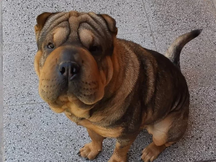 Buscan a Kala, una perra Shar Pei extraviada que sin su medicación corre riesgo su vida