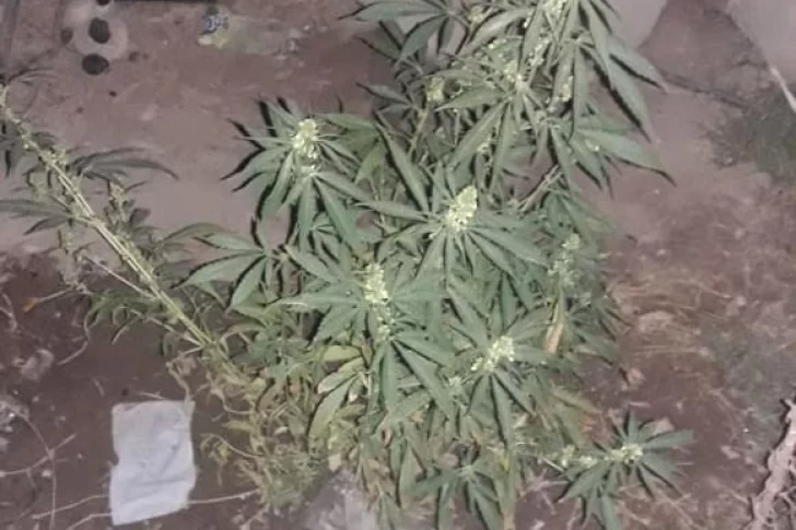 Allanan una casa por un robo y descubren cocaína y marihuana