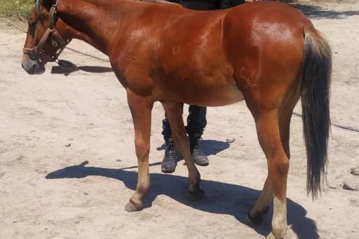 Le robaron un caballo y lo recuperó luego de ver que lo ofrecían en las redes sociales