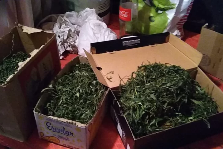 Cayeron dos sujetos y secuestraron desde aparatos hasta 26 plantas de marihuana