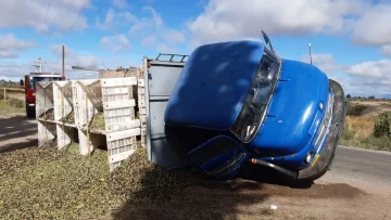 Un camión cargado con aceitunas volcó y sus ocupantes salieron ilesos Un camión cargado con aceitunas volcó y sus ocupantes salieron ilesos
