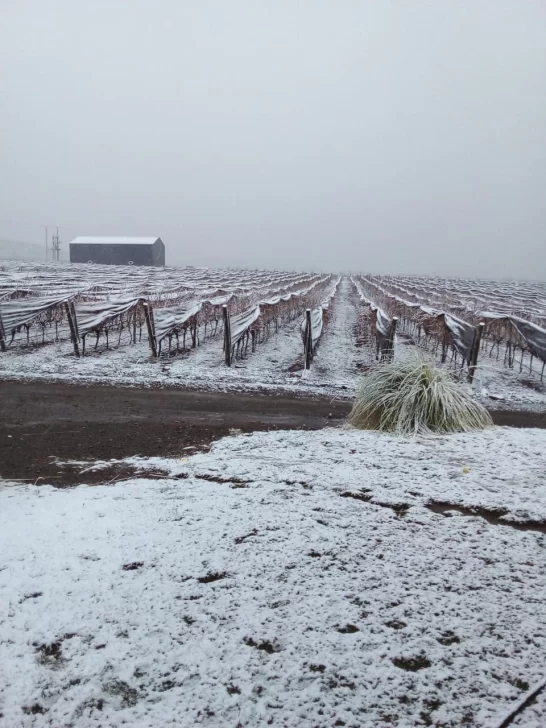 [FOTOS] En medio del intenso frío, Pedernal amaneció cubierto de nieve