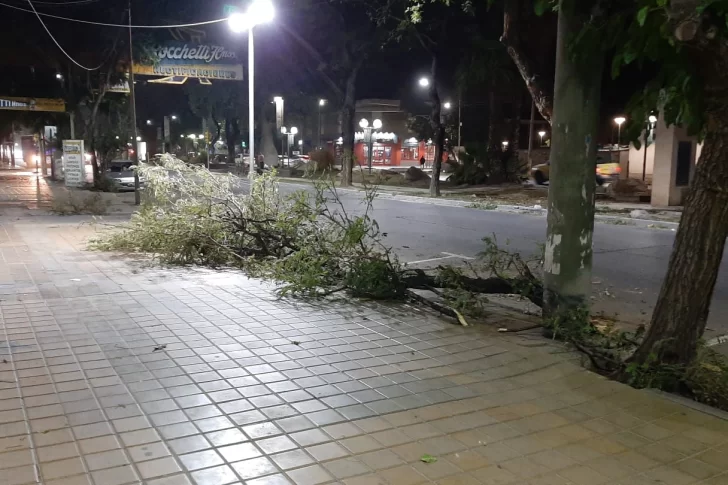 Por el ventarrón, se reportaron caída de ramas y problemas con la luz