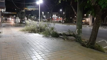 Por el ventarrón, se reportaron caída de ramas y problemas con la luz Por el ventarrón, se reportaron caída de ramas y problemas con la luz