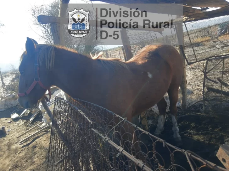 Le secuestraron un caballo en mal estado, una moto robada y hasta una carabina Le secuestraron un caballo en mal estado, una moto robada y hasta una carabina