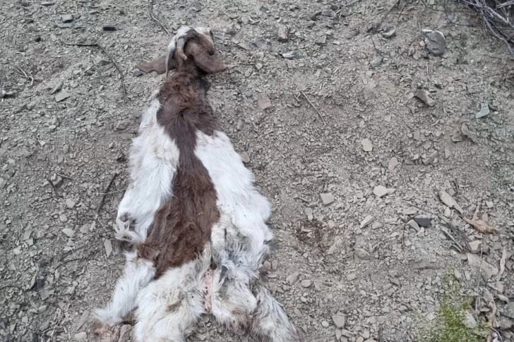 Le sustrajo una cabra a su vecino y la carneó, pero lo descubrieron y fue apresado