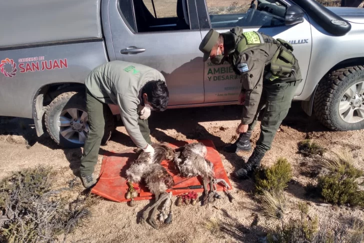 Atrapan a cazadores con dos “ñandúes petisos” y les secuestran boleadoras