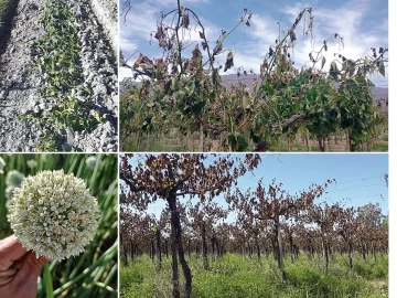 Helada desastrosa Helada desastrosa