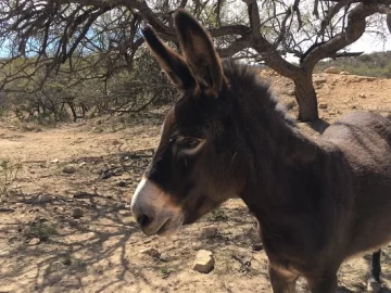 Un burro le pateó la cabeza a un chico que terminó en el hospital Un burro le pateó la cabeza a un chico que terminó en el hospital