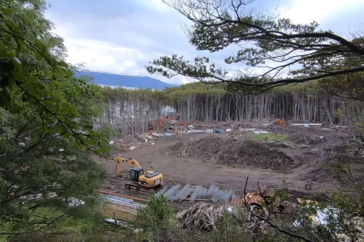 Bosques nativos: el Presupuesto 2022 destinaría apenas del 3% de lo dispuesto por ley para su protección