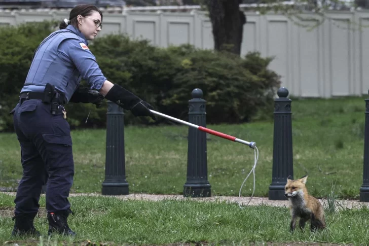 Un zorro entró al Capitolio en Washington y mordió a un legislador y a una periodista