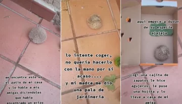 Pensó que había encontrado un erizo en el patio, pero descubrió la verdad y quedó en shock