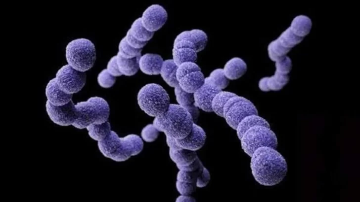 Alerta por una “súper bacteria” que generó 78 muertes en el país: qué es el Streptococcus pyogenes