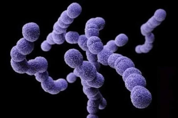 Alerta por una “súper bacteria” que generó 78 muertes en el país: qué es el Streptococcus pyogenes