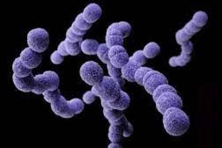 Streptococcus Pyogenes: los síntomas y cómo se contagia