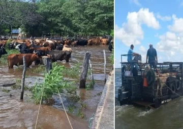 Unas 5 millones de cabezas de ganado, en riesgo por crecidas