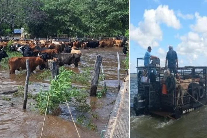 Unas 5 millones de cabezas de ganado, en riesgo por crecidas