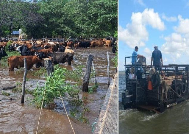 Unas 5 millones de cabezas de ganado, en riesgo por crecidas
