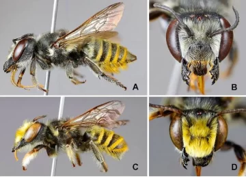 Cuatro nuevas especies de abejas Cuatro nuevas especies de abejas