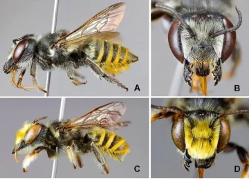 Cuatro nuevas especies de abejas
