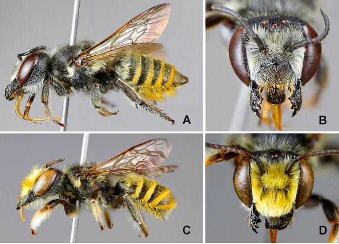 Cuatro nuevas especies de abejas Cuatro nuevas especies de abejas