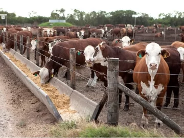 Pérdidas en los feedlots argentos Pérdidas en los feedlots argentos
