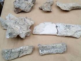 Frustran el contrabando a España de una colección de 6.400 fósiles Frustran el contrabando a España de una colección de 6.400 fósiles