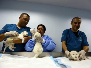Nacieron tres leones blancos en un zoo de Venezuela Nacieron tres leones blancos en un zoo de Venezuela
