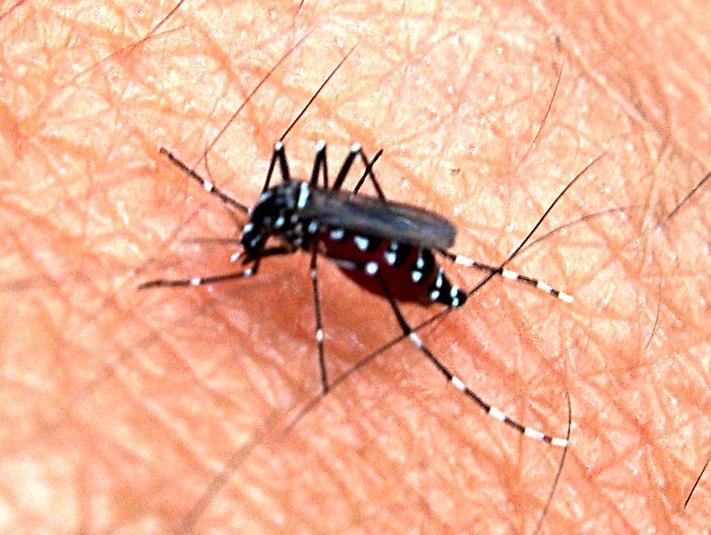 Emiten un alerta epidemiológica por riesgo de propagación de dengue: qué tener en cuenta Emiten un alerta epidemiológica por riesgo de propagación de dengue: qué tener en cuenta