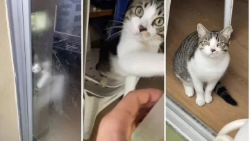 Un hombre se quedó encerrado en el balcón de su casa y su gato fue quien lo salvó Un hombre se quedó encerrado en el balcón de su casa y su gato fue quien lo salvó