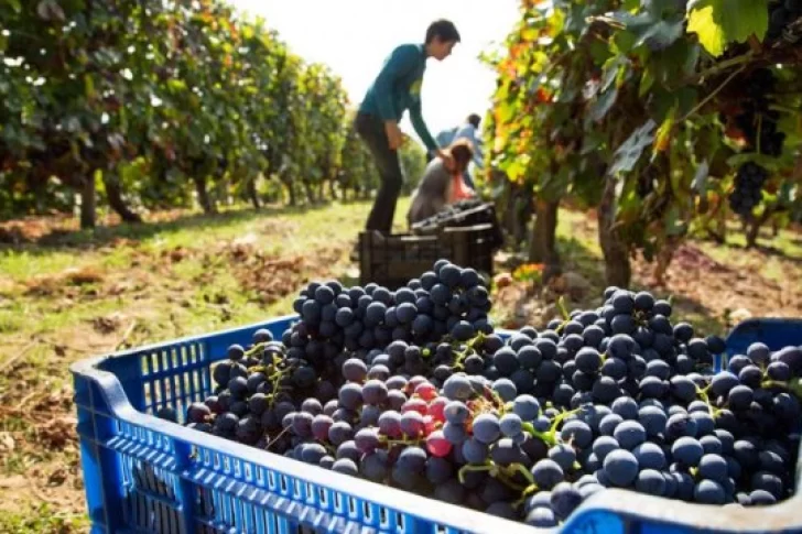 La “ley ómnibus” que mandó Milei ratifica retenciones del 8% para el vino, a pesar de la crítica empresaria