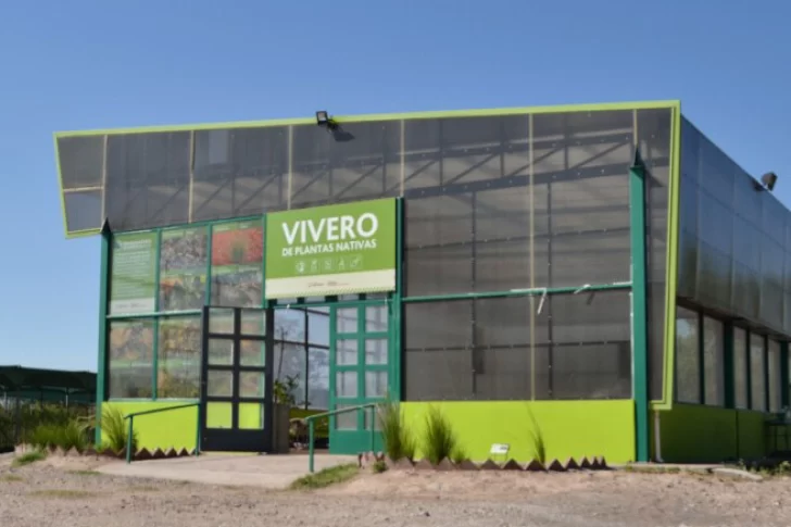 Forestación: buscan un ahorro millonario gracias a un vivero